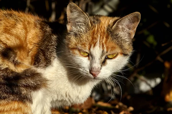 An adult red white cat is sitting outside.Ginger cat in nature.