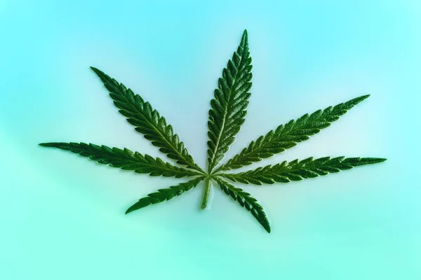 Marihuana Blatt Auf Blauem Hintergrund Hanf Marihuana Blatt Cannabis Grünes — Stockfoto