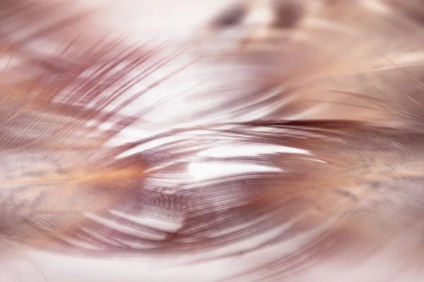Abstract blurred delicate background. Defocused background movement of bird feathers. Stylish abstract background in gentle pastel colors.