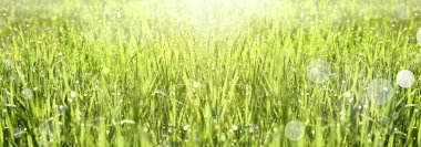 Defocused Natural Green Background. Dewy Fresh Grass Spring. Horizontal close-up with space for text.