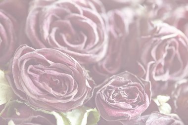 Çiçek arkaplan. Solmuş güller. Kurumuş güller.