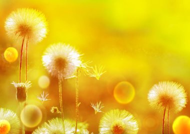 Parlak Doğal Sarı Arkaplan Karahindiba Çiçekleri İlkbaharda, yazın ve sonbaharda Boşluğu Kopyalar. İnce sanatsal resim.