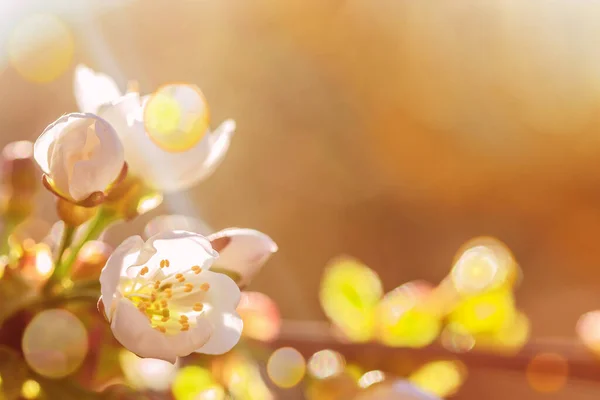 Unscharfer Blumiger Hintergrund Schöne Blühende Zweige Der Süßkirsche Frühling Kopierraum — Stockfoto