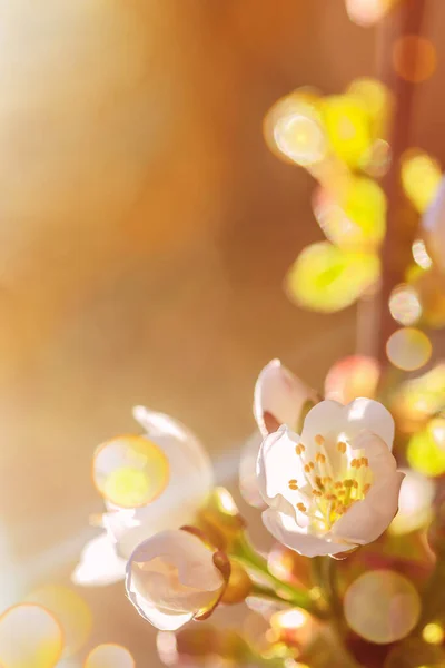 Unscharfer Blumiger Hintergrund Schöne Blühende Zweige Der Süßkirsche Frühling Kopierraum — Stockfoto