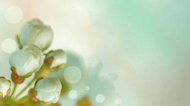 Doğal bulanık arka plan. Bahar geldi. Bahar kiraz çiçekleri arka planı. Bahar sezonu. Nazikçe odaklanmış doğa arka planı. Hassas pastel doğal arkaplan..