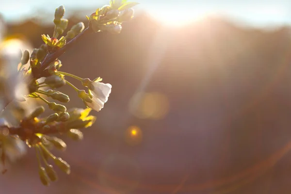 Blurred background with natural solar flare. Cherry blossoms in sunlight. Abstract blur morning light or summer sunset sky background with bokeh and sun flare.