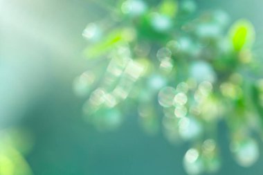 Bulanık doğal arka plan. Doğal elementler konsepti, gradyan. Soyut bokeh arkaplanı. Metin, tasarım ve arkaplan için hassas bir arkaplan. Boşluğu kopyala