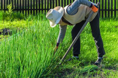 Avrupalı bahçıvan baharda bahçesinde yeşil soğan toplayarak organik sebze yetiştirir. Çalışkan bir kırsal kadın organik sebze yetiştiriyor ve soğan çıkarıyor..
