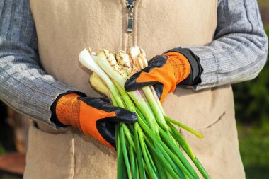 Turuncu eldivenli eller yeşil soğan tutar. Ellerinizi koruyucu eldivenlere koyun. Tarım. Yakın plan..