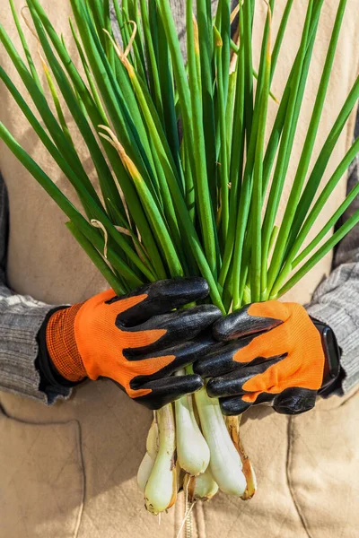 Hands in orange work gloves hold a green onion. Hands in protective gloves. Agriculture. Close-up.