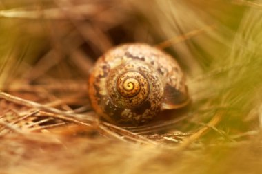 Pastel kuru çimenlerin üzerinde salyangoz kabuğunun bulanık arkaplanı. Kahverengi tonlarda odaklanmış doğal arkaplan.