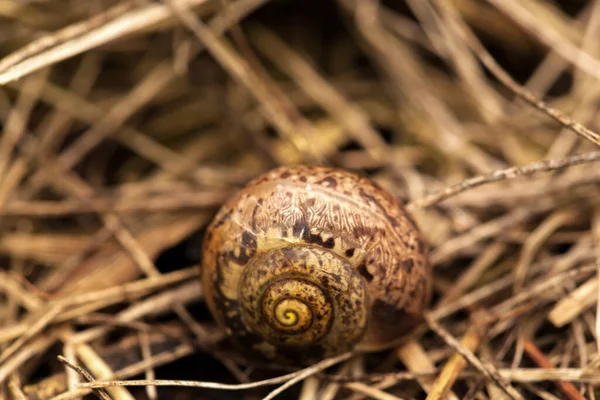 달팽이 껍질의 자연적 — 스톡 사진