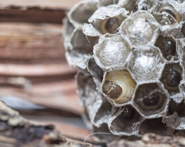 Eşek arısı larvası bal peteği hücresinde kapak dokuyor. Yaban arısı larvalarının başları. Larvalı arı kovanı. Yabanarısı üretimi geliştirme.
