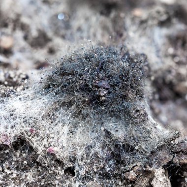 Kalıba yakın çekim. Topraktaki beyaz küf yakın plan. Güzel soyut bir arka plan. Harika bir geçmiş..