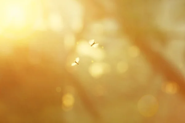 Blurred background with natural solar flare and moths. Abstract blurred background. Abstract blur morning light or summer sunset sky background with bokeh and sun flare.