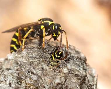 Eşek arısı kovanında. Eşek arısı yuvası. Seçici odak.