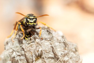 Arı kovanlarının arasındaki kağıt eşekarısının makro portresi. Seçici odak.