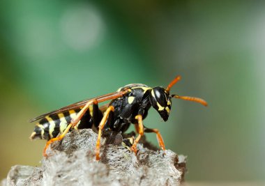 Kağıt eşek arısı. Yakın plan. Doğal dünyanın sanatsal görüntüsü..