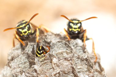 Wasp 's Nest New Life Seçici Odaklanma. Yaban arıları yuvalarında aktiftir.