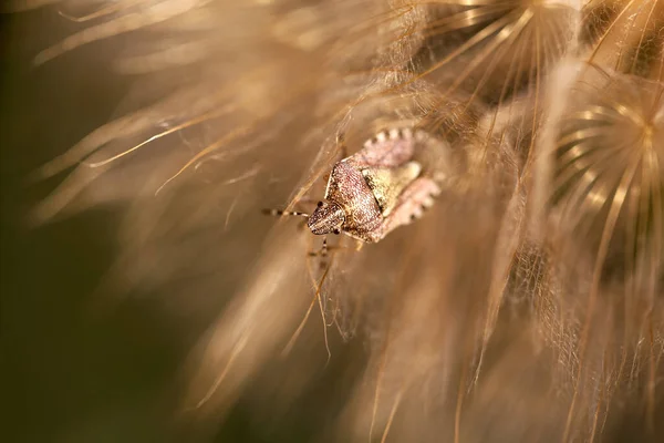 Escarabajo Apestoso Sienta Diente León Bicho Diente León Error Noche —  Fotos de Stock