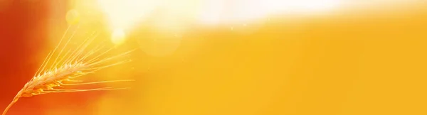 Rozproszona Panorama Kolcem Pszenicy Spikelet Pszenicy Czerwony Żółty Tło Umieść — Zdjęcie stockowe