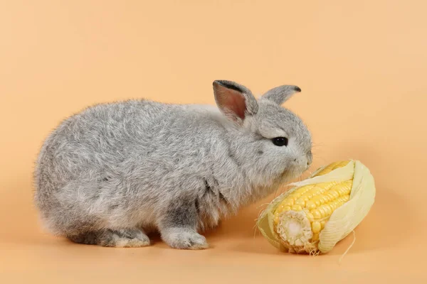 Baby Niedlich Braun Osterhase Kaninchen Essen Mais Auf Orangefarbenem Hintergrund — Stockfoto