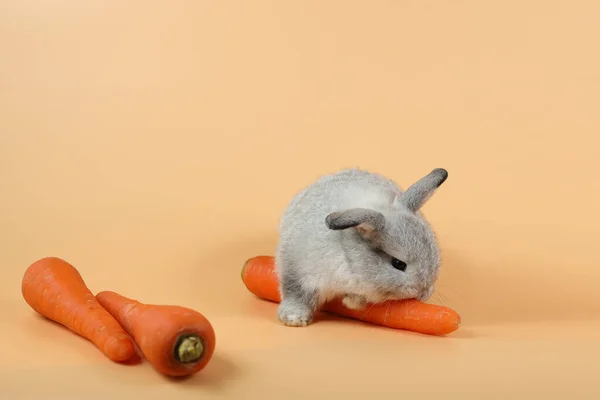 Baby Niedlichen Braunen Osterhasen Kaninchen Essen Karotten Auf Orangefarbenem Hintergrund — Stockfoto