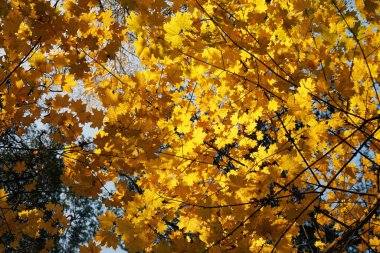 Sarı sonbahar akçaağaç yapraklarının arka planı.