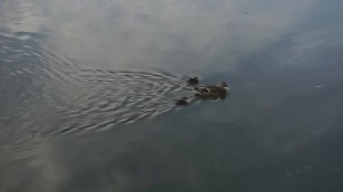 Bir ördek ve iki küçük ördek yavrusu suda yüzüyor, ördek yavruları büyük ördeğe yetişmeye çalışıyor..