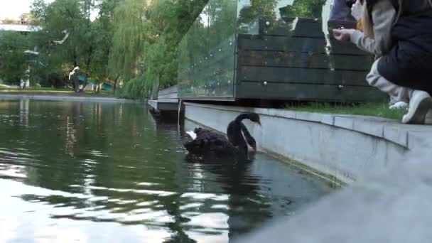Moscou Rússia Maio 2021 Férias Lagoa Cidade Alimentam Dois Cisnes — Vídeo de Stock
