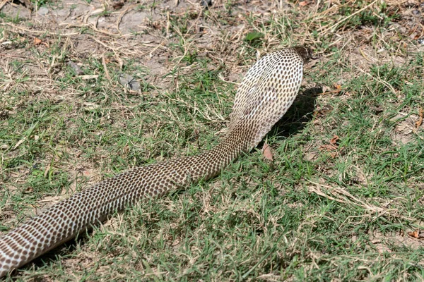 Cobra Indien Naja Naja Également Connu Sous Nom Cobra Lunettes — Photo