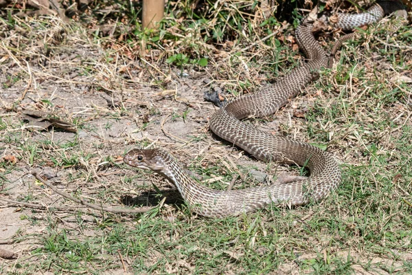 Cobra Indiana Naja Naja Também Conhecida Como Cobra Com Óculos — Fotografia de Stock