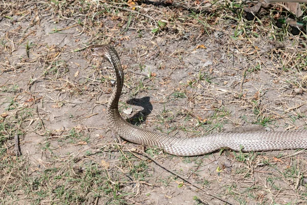 The Indian cobra (Naja naja), also known as the spectacled cobra, Asian cobra, or binocellate cobra, is coming out from the jungle during the daylight