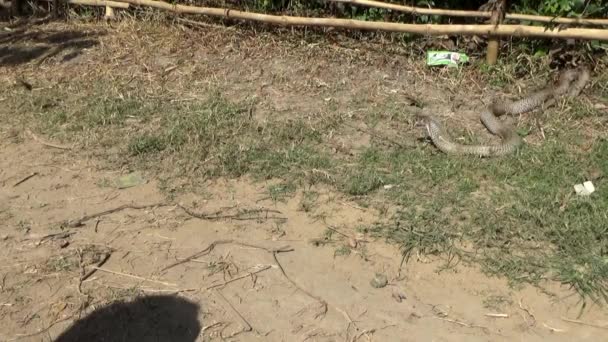 Hint Kobrası Naja Naja Ayrıca Gözlüklü Kobra Asya Kobrası Veya — Stok video