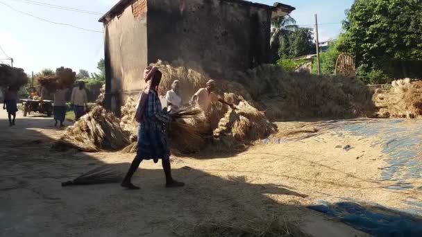 Agricultores Indianos Estão Debulhando Paddy Maduro Calor Escaldante Meio Dia — Vídeo de Stock