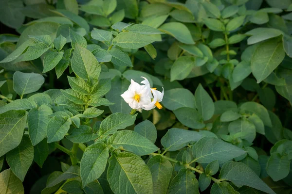 Bild Potatisväxter Som Växer Upp Naturens Sköte Där Vit Blomma Stockbild