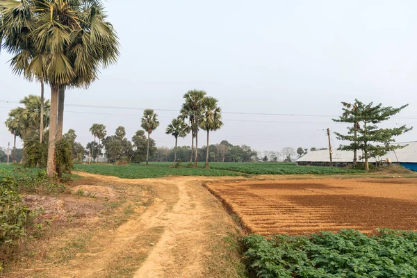 Західному Бенгалії Звивиста Глиняна Дорога Облямована Пальмами Повсюдно Єднується Через — стокове фото