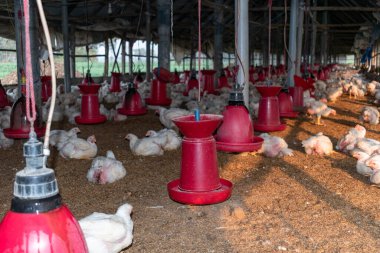 Birkaç bin tavuğun özenle yetiştiği kümes hayvanları çiftliğinin içindeki resim.