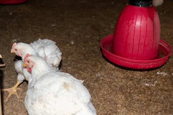 Das Bild Einer Geflügelfarm Auf Der Ein Paar Tausend Hühner — Stockfoto