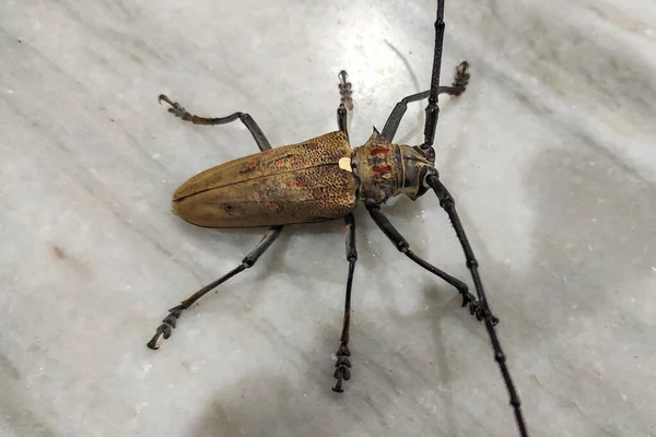 Besouro Bico Longo Manchado Batocera Rufomaculata Também Conhecido Como Broca — Fotografia de Stock