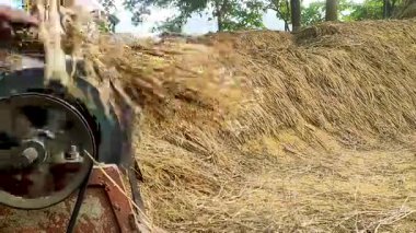 Hindistan 'ın kırsal kesimindeki çiftçiler olgun çeltik kamışını, tarım teknolojisini, kırsal yaşamı ve tarım ve gıda üretiminde tarım sektörünü ayırmak için geleneksel pirinç harman makinelerini kullanıyorlar..