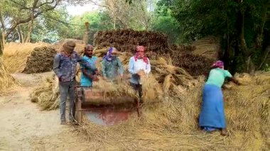 Burdwan, West Bengal, India - December 23, 2025: Farmers effectively thresh ripe paddy using a traditional rice threshing machine in rural India, showcasing both farming technology and rural life.