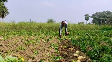 Geleneksel aletlerle tarımdan taze patates toplayan kırsal bir çiftçi. Görüntü, kırsal kesimde sürdürülebilir tarım uygulamaları, el emeği ve gıda üretimini gösteriyor..