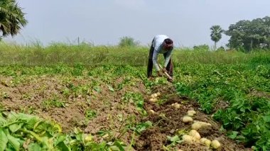Geleneksel aletlerle tarımdan taze patates toplayan kırsal bir çiftçi. Görüntü, kırsal kesimde sürdürülebilir tarım uygulamaları, el emeği ve gıda üretimini gösteriyor..