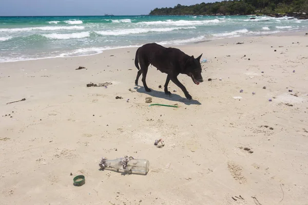 Kamboçya 'nın Koh Rong Adası' ndaki kirli bir sahilde siyah bir köpek.