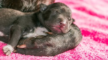 Anne köpekle bir haftalık yavrular.