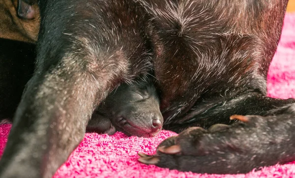 Anne köpekle bir haftalık yavrular.