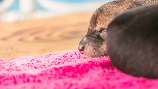 Anne köpekle bir haftalık yavrular.