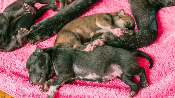 Een Week Oude Puppies Met Moederhond — Stockfoto