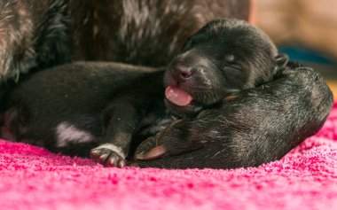 Anne köpekle bir haftalık yavrular.